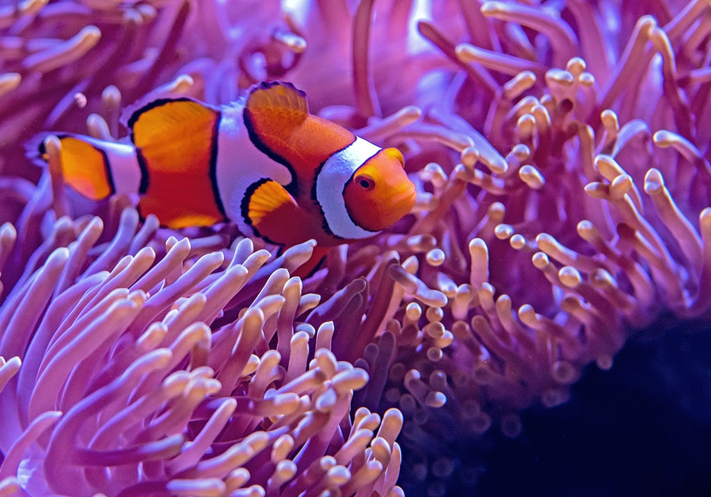 Aquarium eau de mer poisson clown prodibio